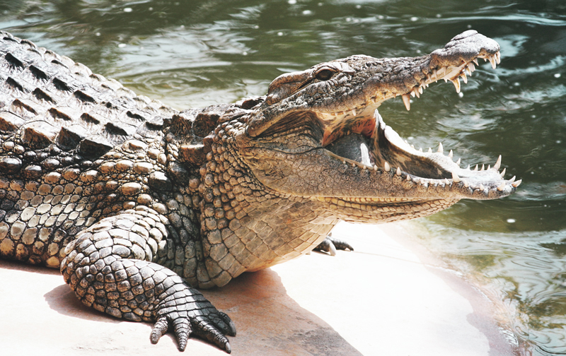 La Ferme aux Crocodiles