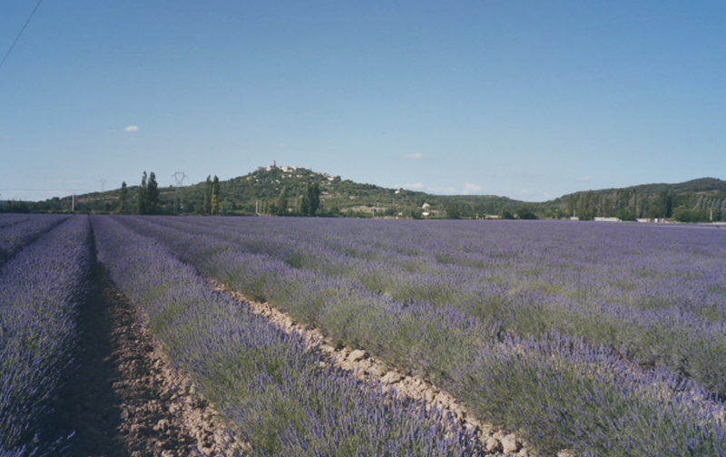 Champ de Lavande